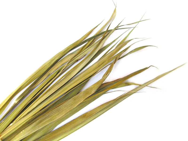 Żubrówka BIO (Gras) DARY NATURY